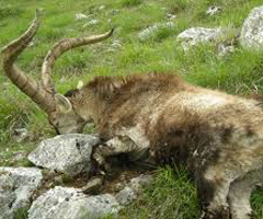 Un brote de sarna amenaza la cabra montés en Castellón